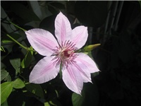 c67b721d-Nelly Moser.jpg